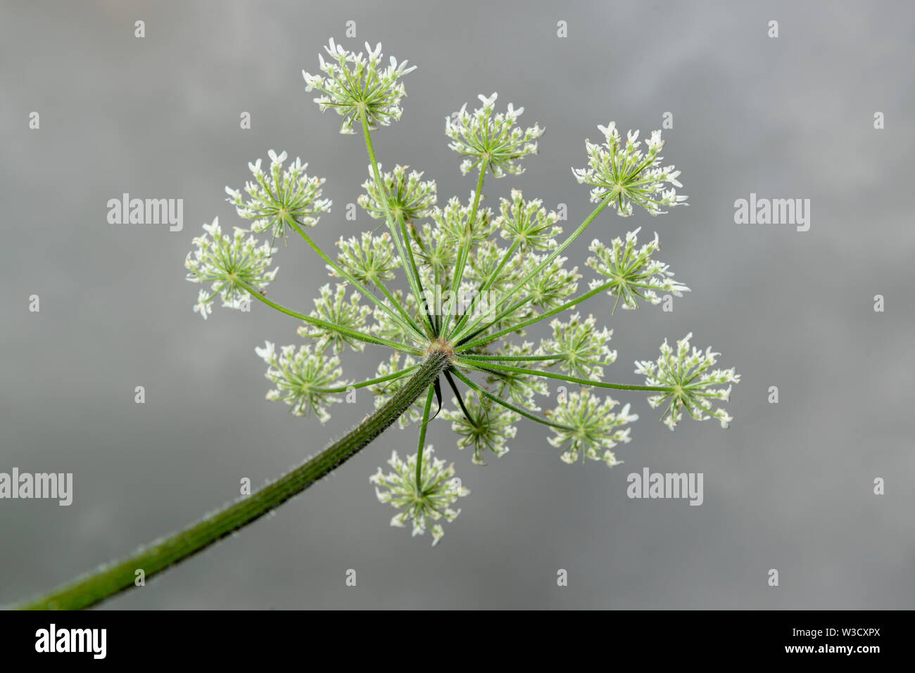 La présence de plantes envahissantes spécifie la Berce du Caucase (Heracleum mantegazzianum) croissant au Royaume-Uni. Banque D'Images