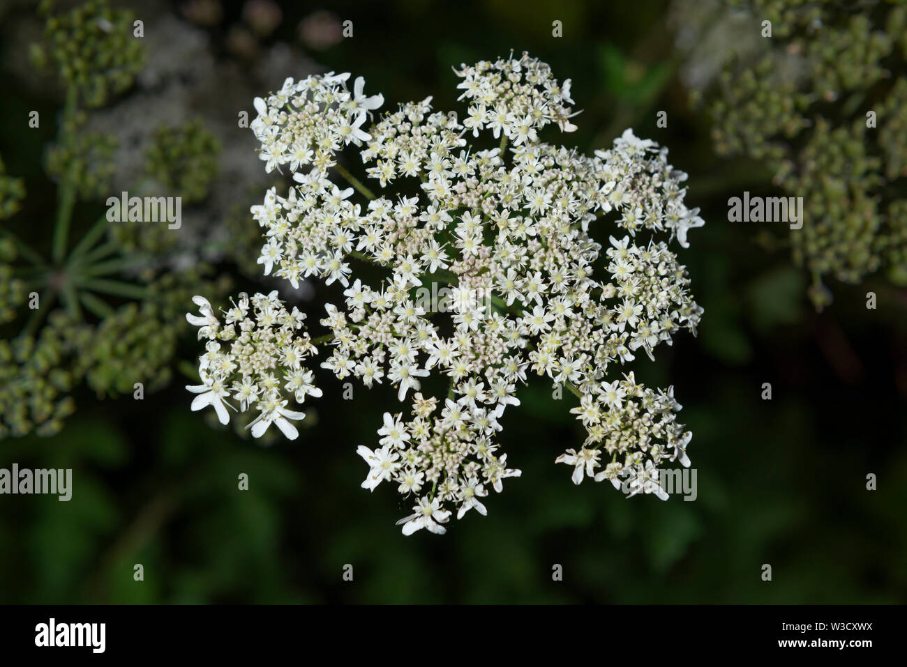 La présence de plantes envahissantes spécifie la Berce du Caucase (Heracleum mantegazzianum) croissant au Royaume-Uni. Banque D'Images