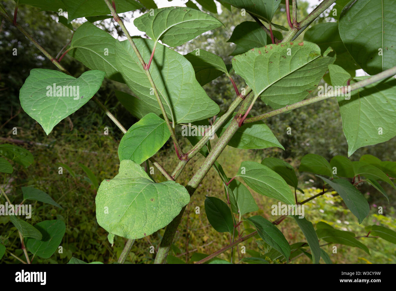 La présence de plantes envahissantes spécifie la renouée du Japon (Reynoutria japonica, Fallopia japonica ou Polygonum cuspidatum) se développe à côté d'un remblai de la rivière. Banque D'Images