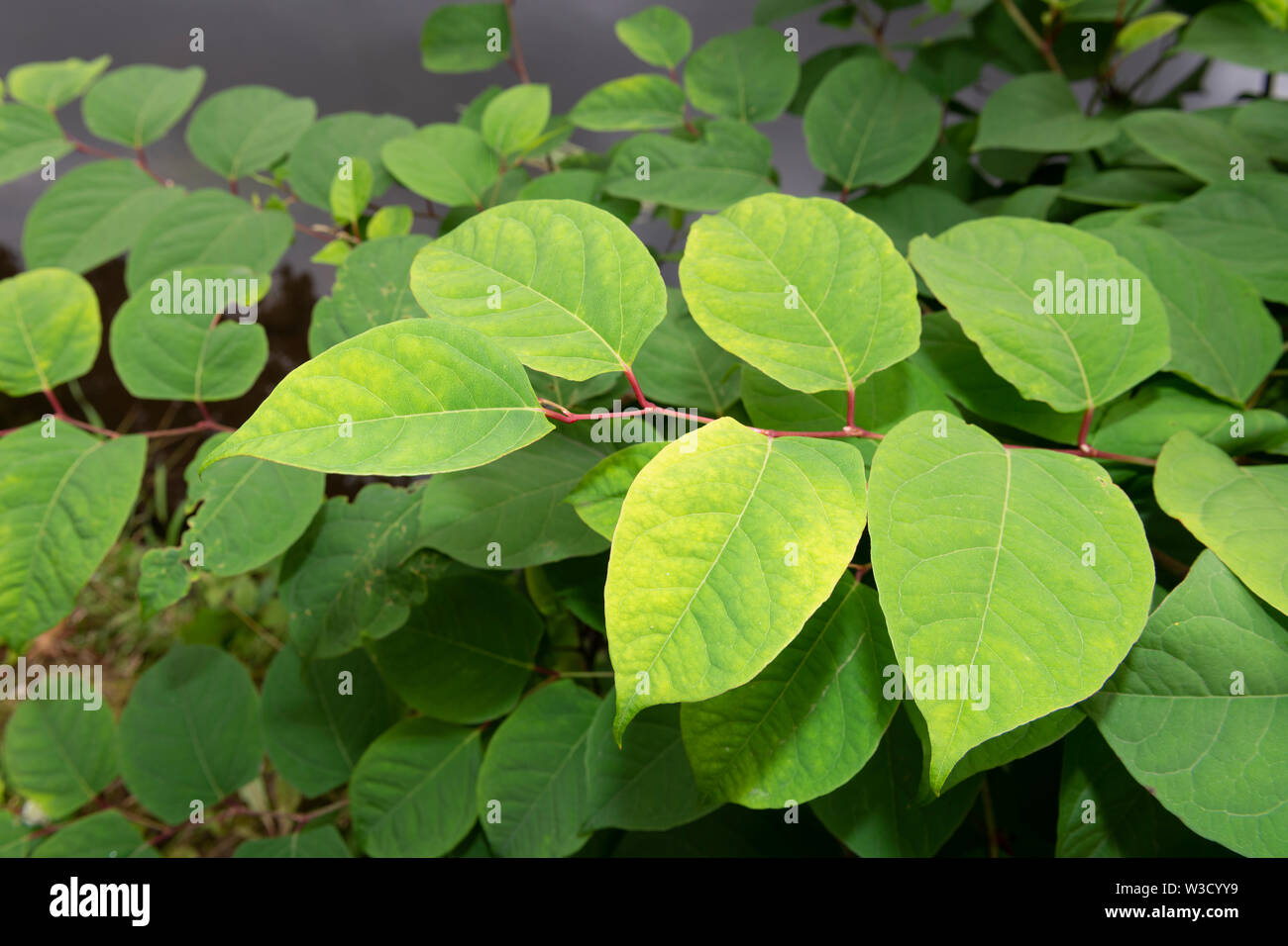 La présence de plantes envahissantes spécifie la renouée du Japon (Reynoutria japonica, Fallopia japonica ou Polygonum cuspidatum) se développe à côté d'un remblai de la rivière. Banque D'Images