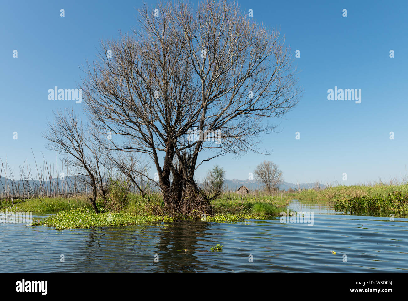 Photo grand angle de bel arbre avec de l'eau paisible du lac Inle, Myanmar Banque D'Images