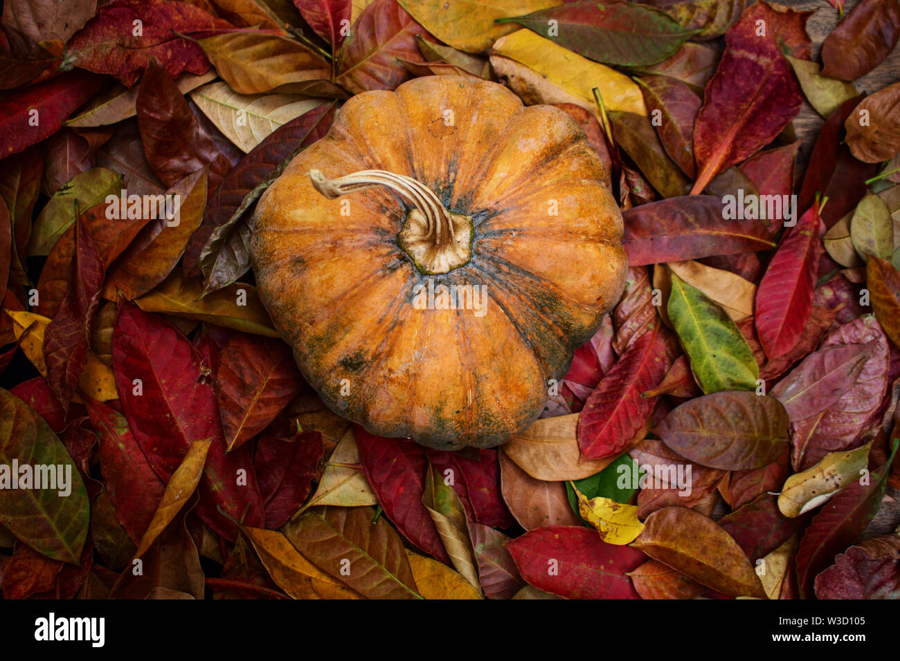 Vue de dessus de la citrouille mûre sur des tas de feuilles d'automne Banque D'Images