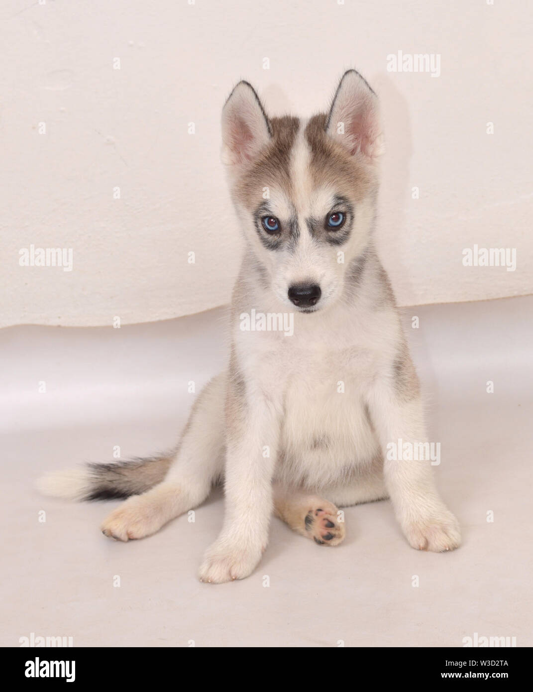 Ma Femme De 53 Jours Chiot Husky Siberien Avec Des Yeux Bleus Et Gris Noir Et Blanc De Fourrure Photo Stock Alamy