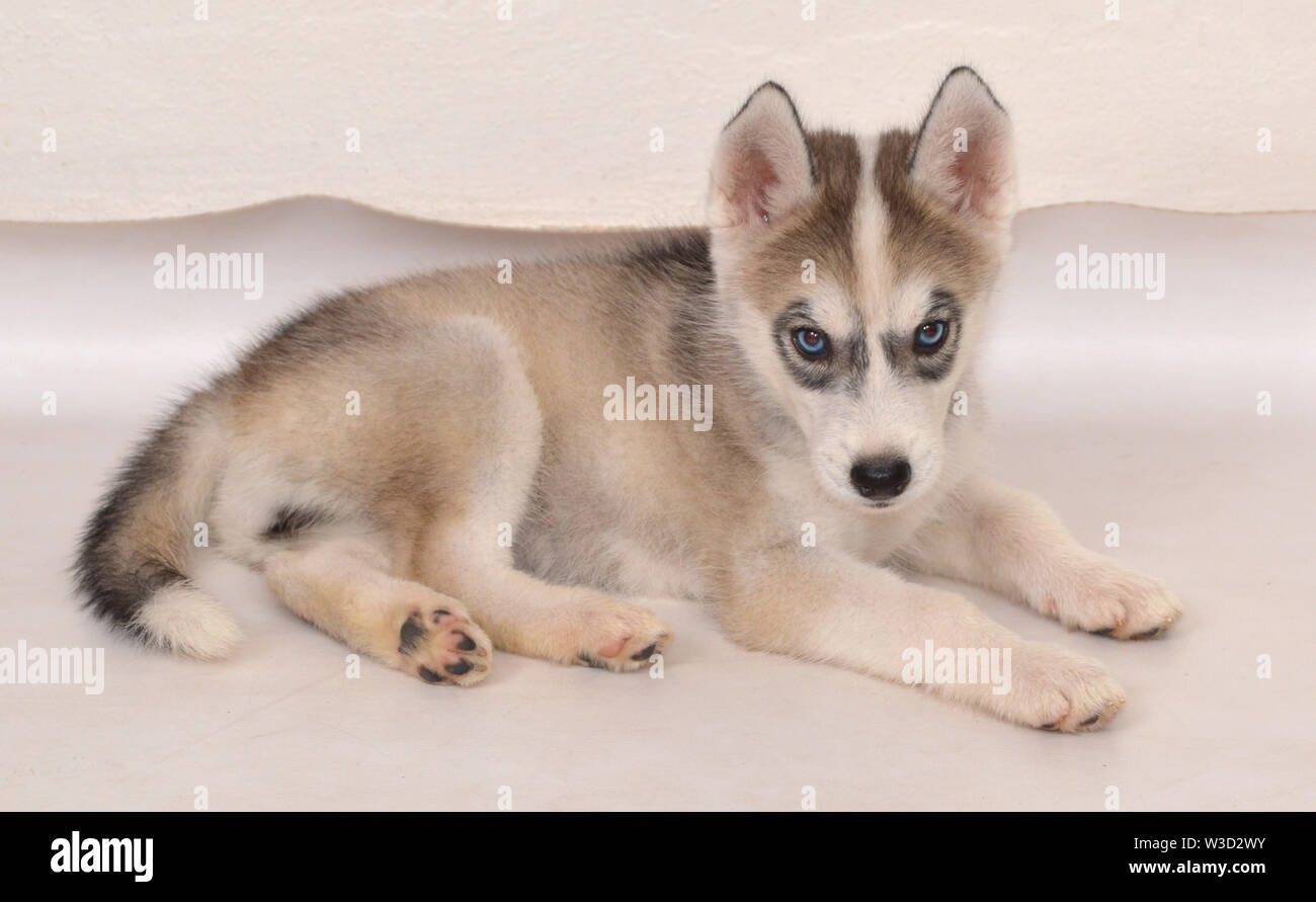Ma Femme De 53 Jours Chiot Husky Siberien Avec Des Yeux Bleus Et Gris Noir Et Blanc De Fourrure Photo Stock Alamy