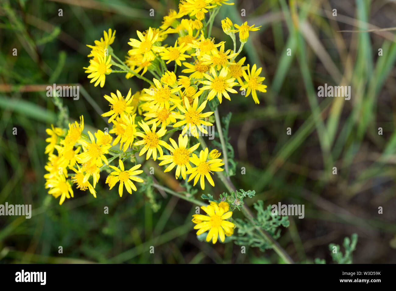 Jacobaea vulgaris, ragwort, séneçon commun, benweed gros plan fleurs jaunes Banque D'Images