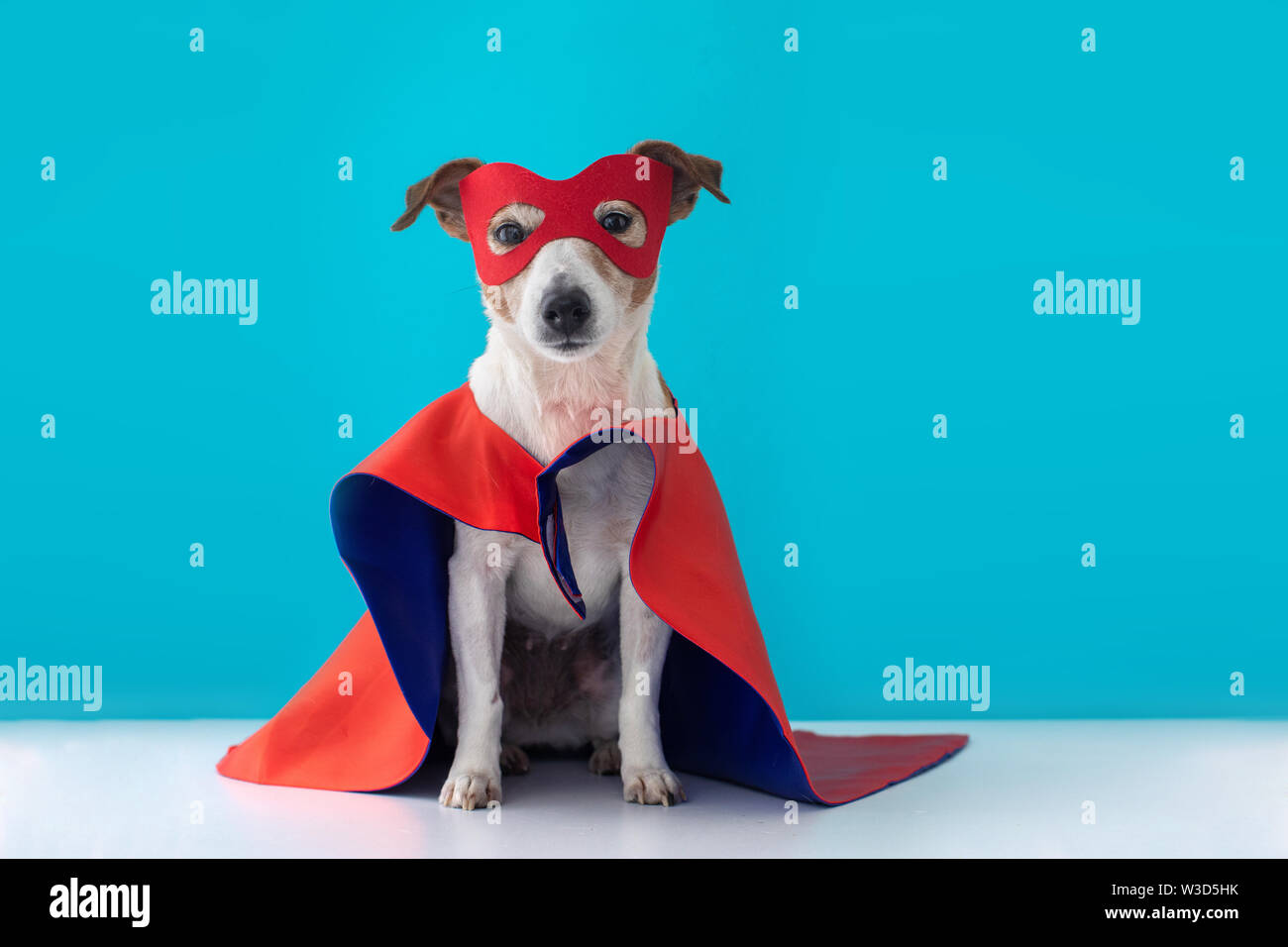 Jack Russell chien costume de super héros Banque D'Images Jack Russell chien costume de super héros Banque D'Images