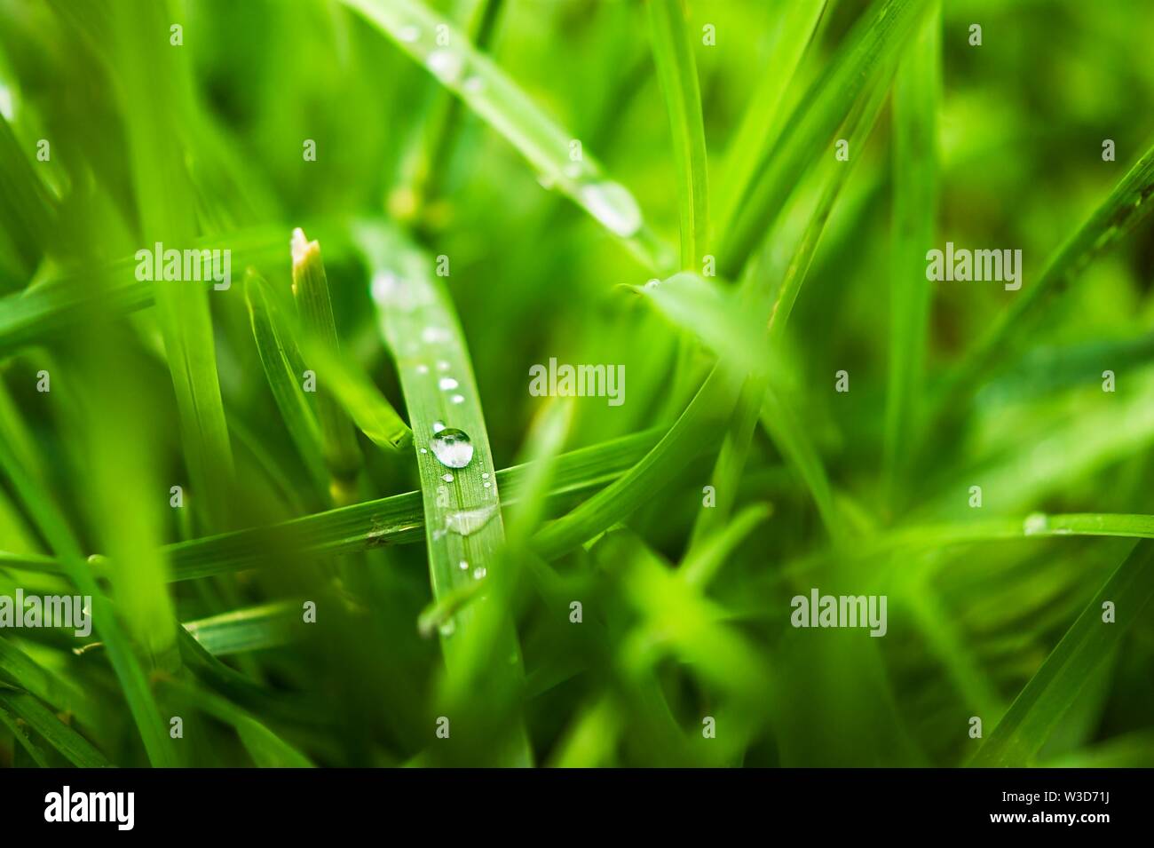 Macro Image de la rosée du matin ou de gouttes sur des lames d'herbe verte. Banque D'Images
