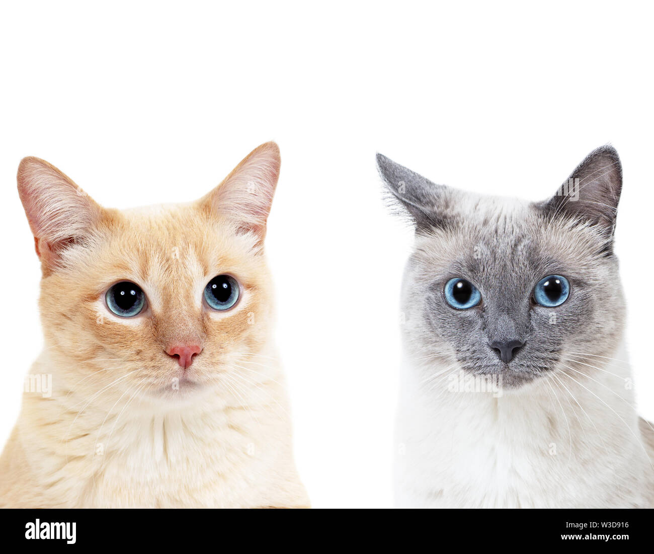 Couleur bleu-point et tabby ginger thai cat cat ensemble. Isolé sur blanc. Banque D'Images