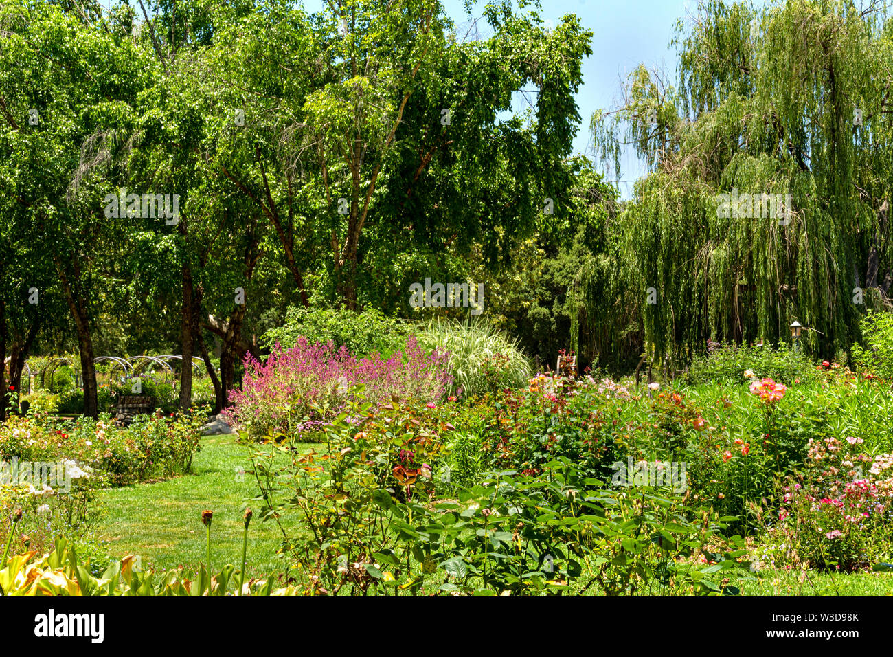 Jardin de roses en fleurs dans un paysage luxuriant, entouré d'arbres et d'un saule pleureur. Banque D'Images