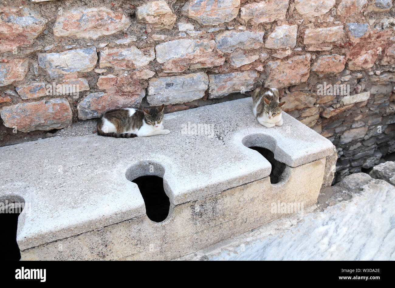 Deux chats dans les toilettes publiques à l'ancienne ville antique Éphèse, Turquie Banque D'Images
