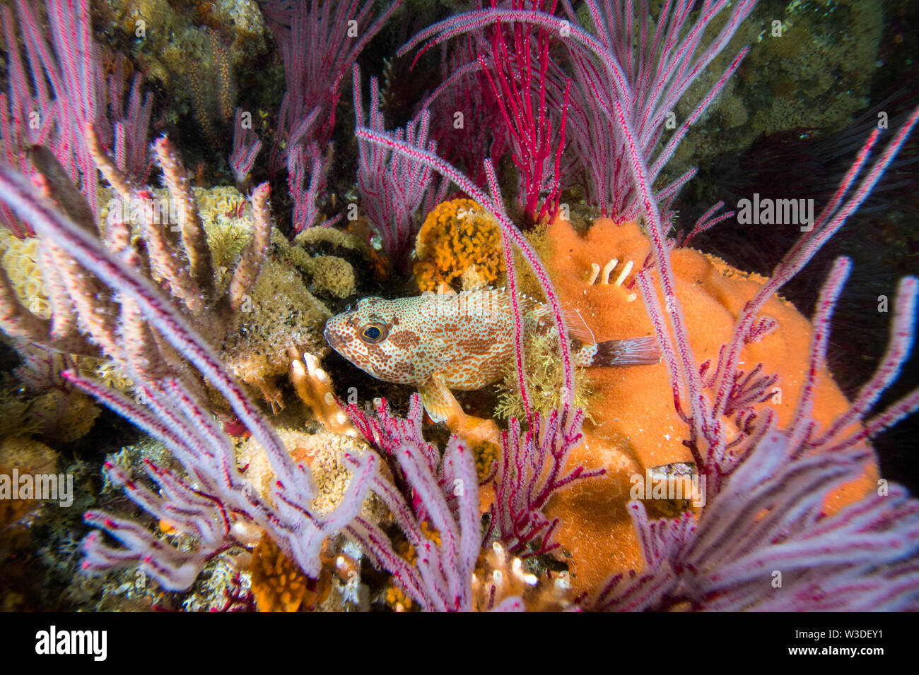 Un Koester Rock Cod Fish sur le récif coloré entouré de mer rose fans plan large. Banque D'Images