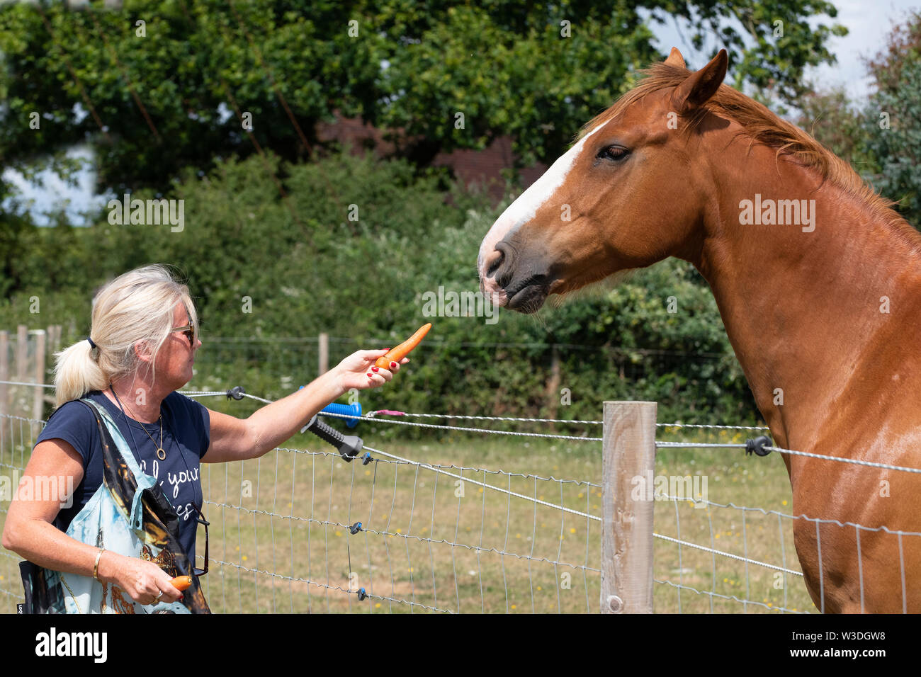 Feeding Carrot Horse Banque D Image Et Photos Alamy