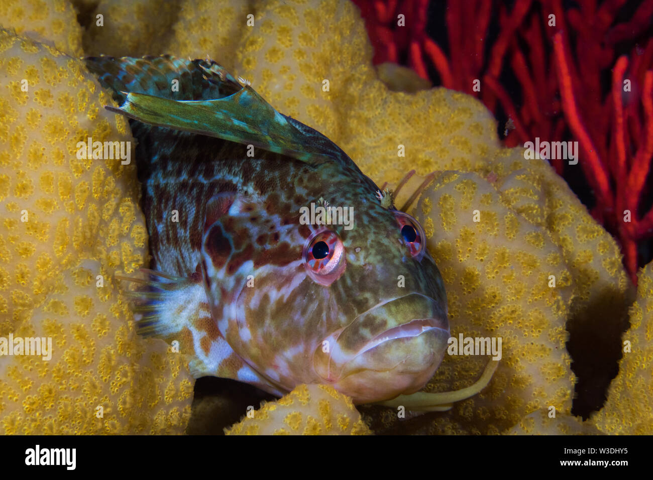 Super Klipfish (Clinus superciliosus) close up des poissons sur la barrière de corail face à l'objectif. Banque D'Images