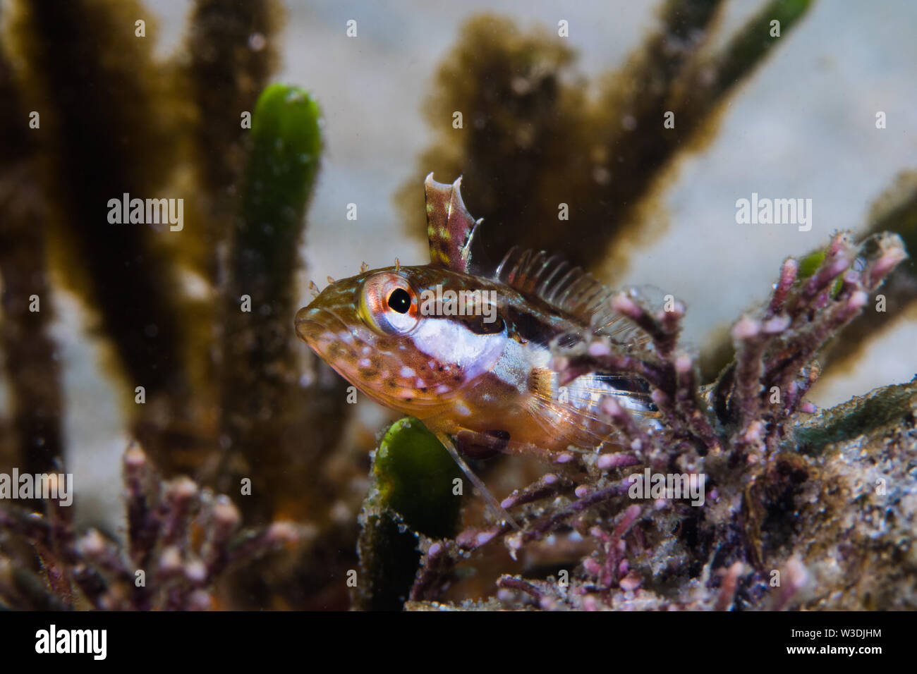 Poisson Bebe Banque D Image Et Photos Alamy Poisson Bebe Banque D Image Et Photos Alamy