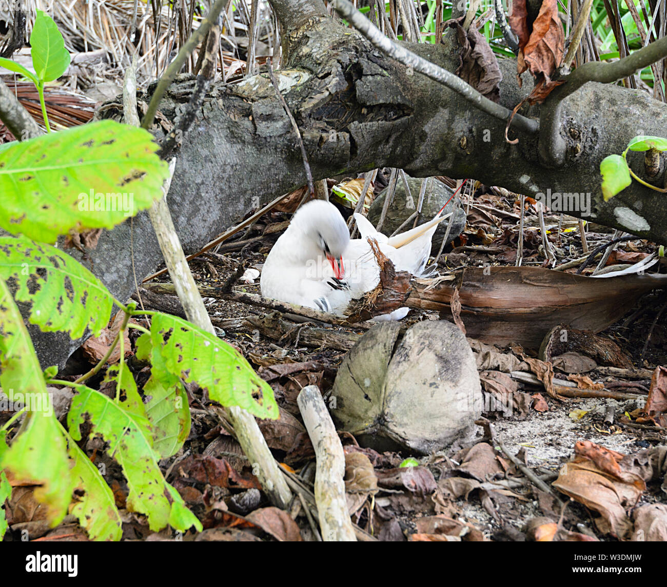 Un rouge-queue (Phaethon) rubricaudra avec une nana sous son aile, Aitutaki, Îles Cook, Polynésie Française Banque D'Images