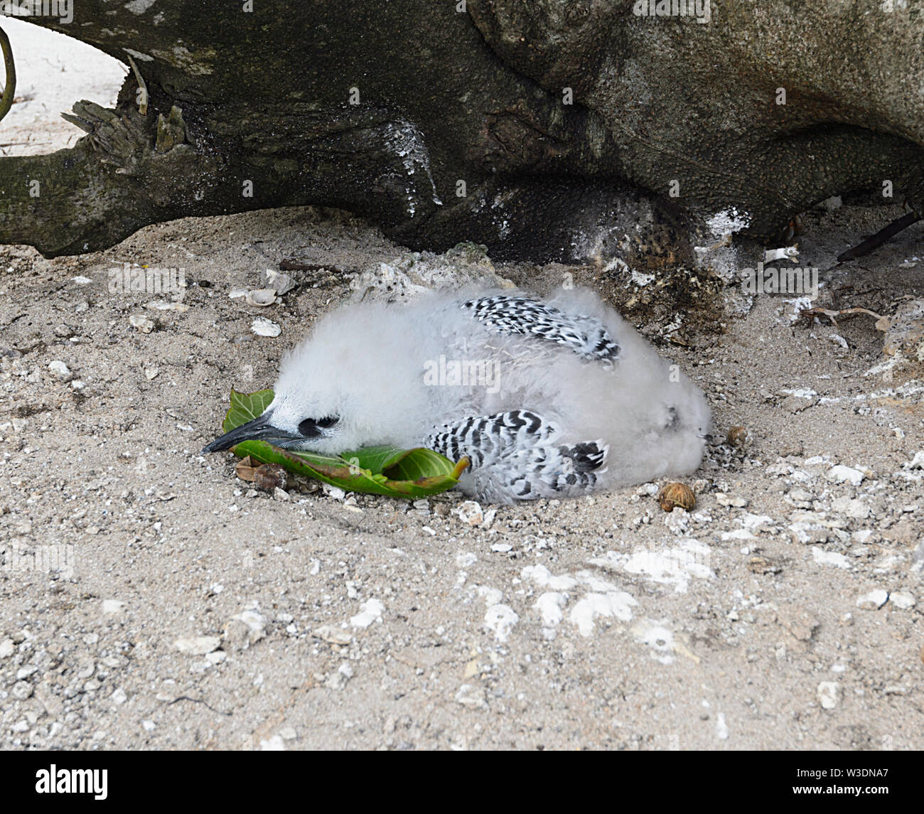 Un rouge-queue (Phaethon rubricaudra) chick reste immobile sur la plage en attendant le retour de sa mère, Aitutaki, Îles Cook, Pol Banque D'Images