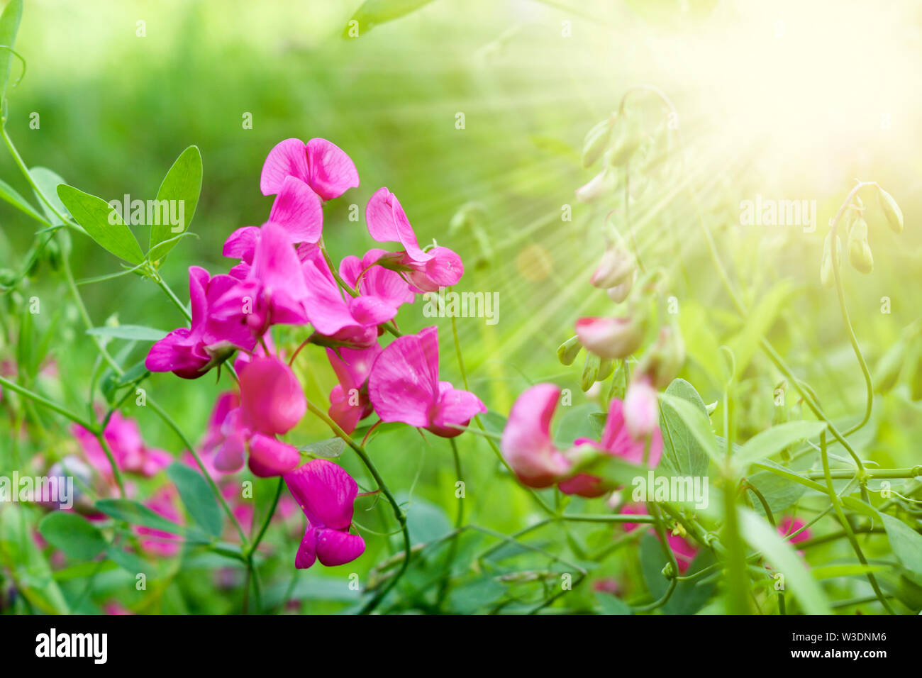 Fleurs lilas lumineux de pois sucré dans un pré sur un arrière-plan flou. Soft focus sélectif. Modèle de conception. Banque D'Images