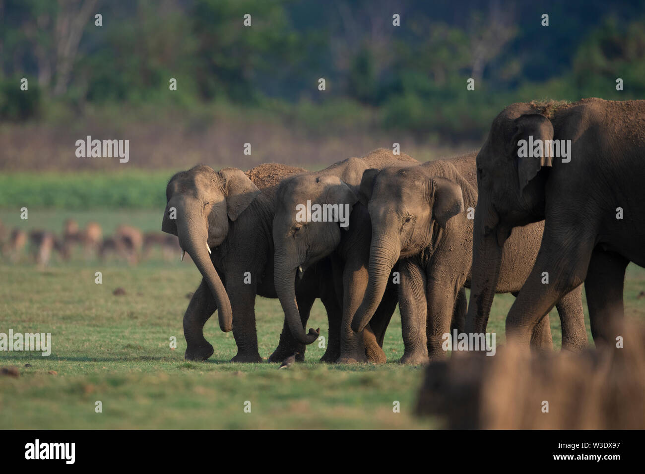 Famille d'éléphants dans la forêt du sud de l'Inde Banque D'Images