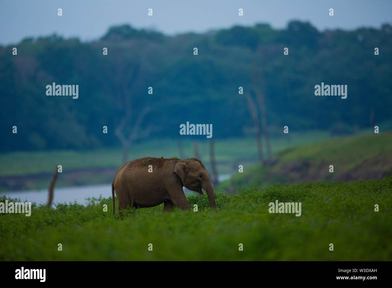 Famille d'éléphants dans la forêt du sud de l'Inde Banque D'Images