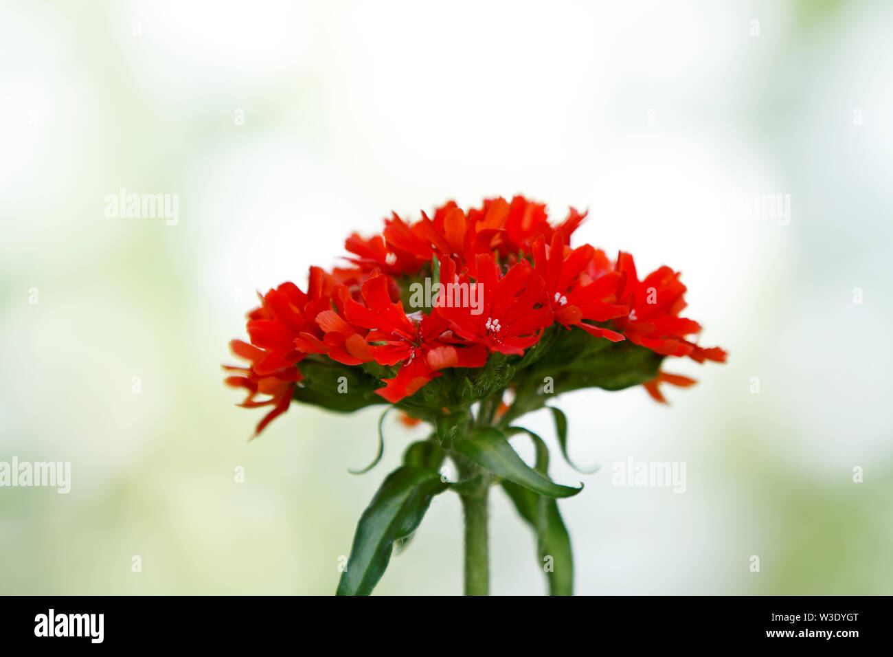Amour brûlant aussi appelé croix de Malte, croix de Jérusalem, avec la floraison de saumon sombre des fleurs rouges très vivace plante jardin - Banque D'Images