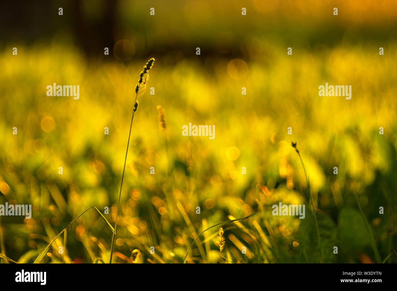 Sur l'herbe de prairie d'été" avec spider-tetragnatha dans l'arrière-plan flou d'or Banque D'Images