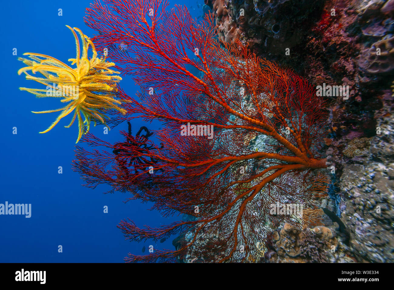 Dans les récifs coralliens du Pacifique Sud avec des crinoïdes jaunes Banque D'Images