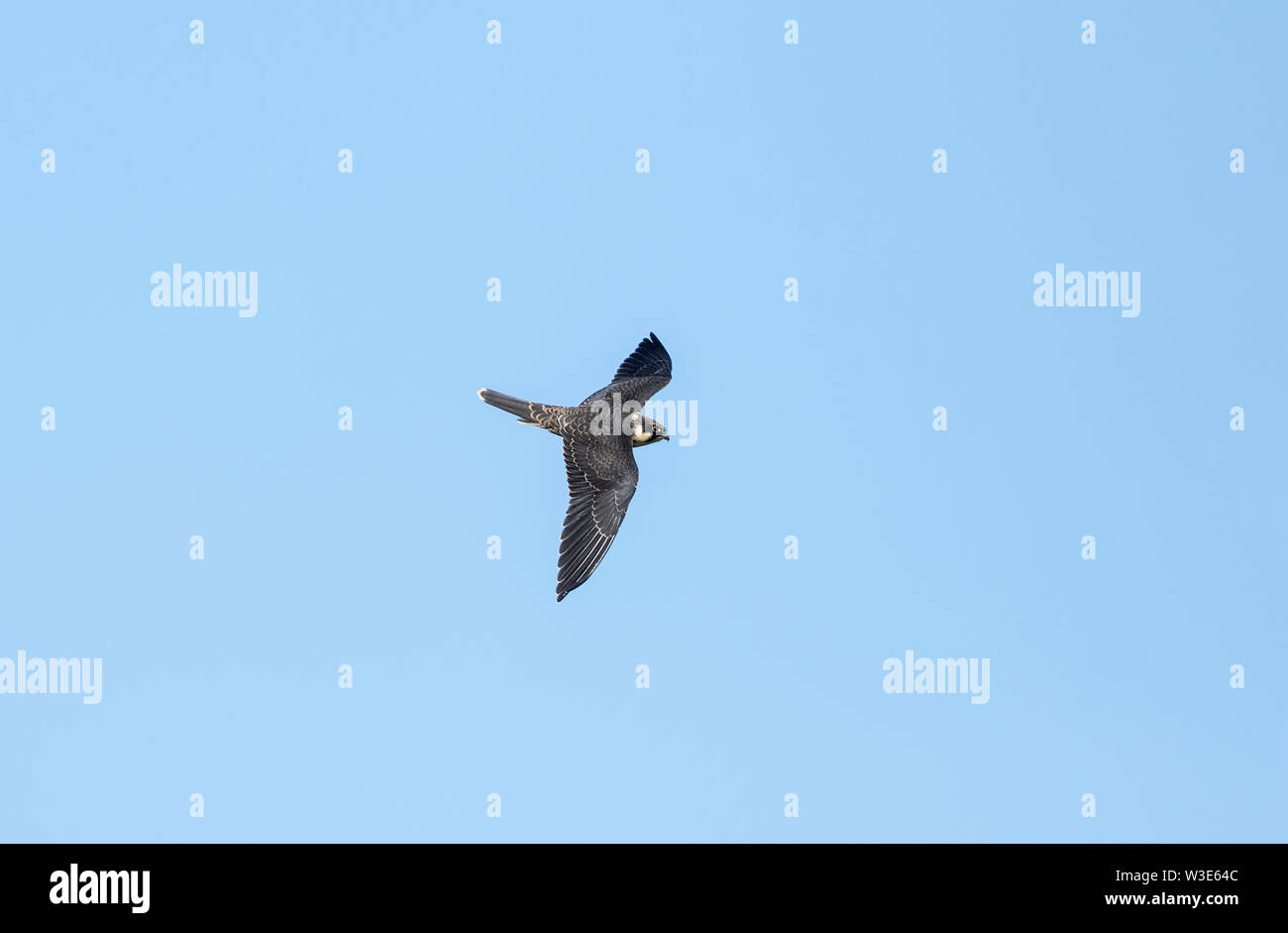 Hobby eurasien juvénile en vol, (Falco subbuteo), Suède, Falsterbo Banque D'Images