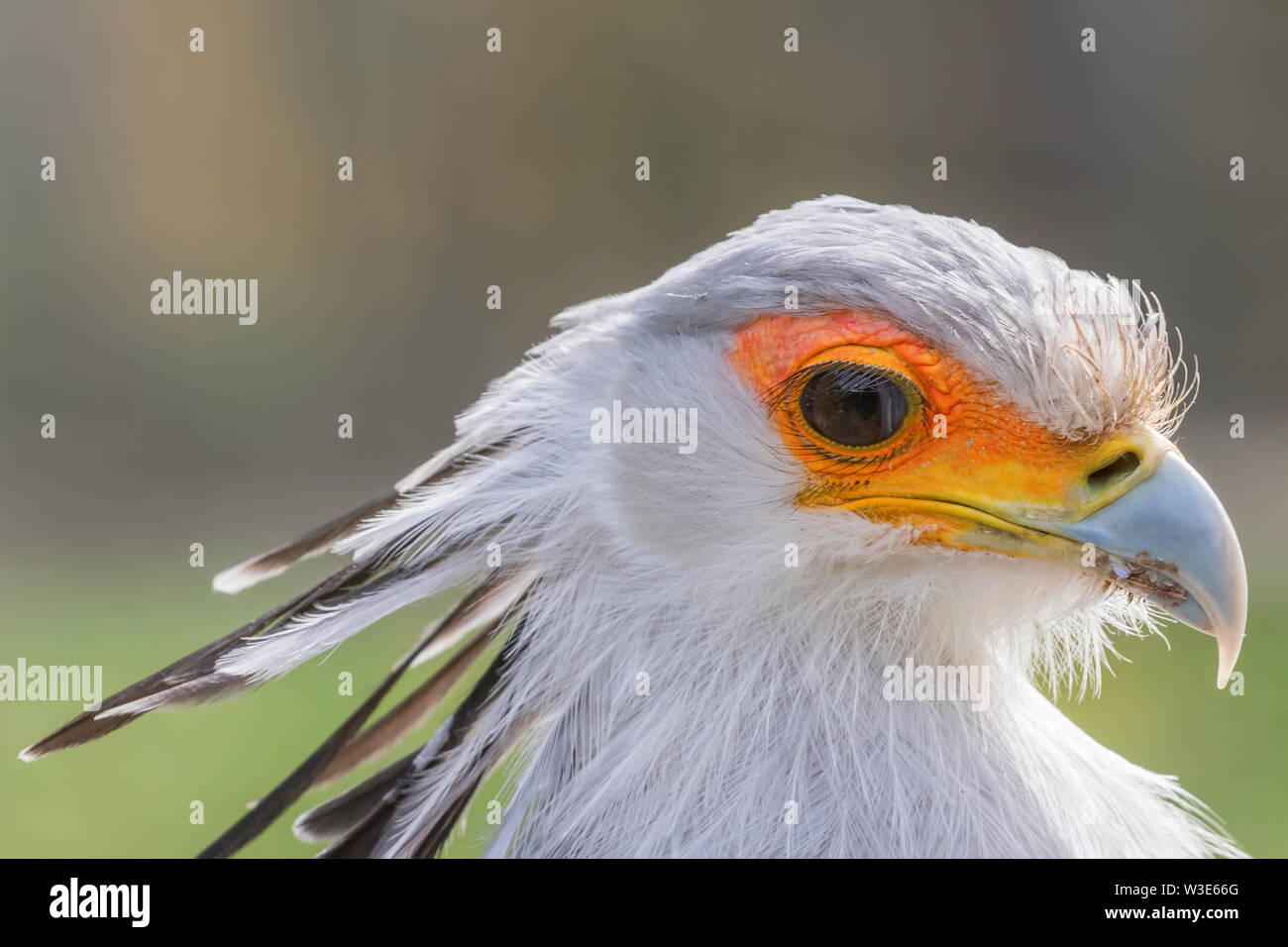 Secretarybird Close up portrait of African, oiseau de proie (Sagittarius serpentarius) Banque D'Images