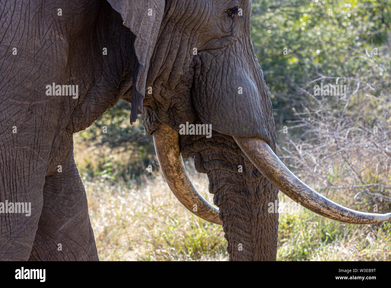 Close up image de la bouche d'un éléphant d'Afrique y compris défenses en ivoire dans Kruger National Park, Afrique du Sud Banque D'Images