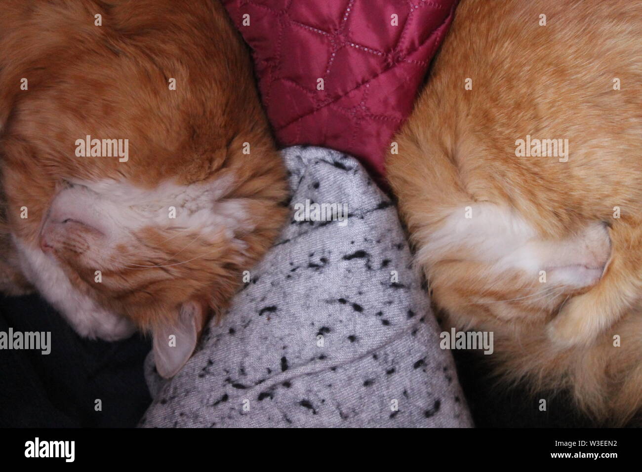Deux chats moelleux lumineux dormir côte à côte Banque D'Images