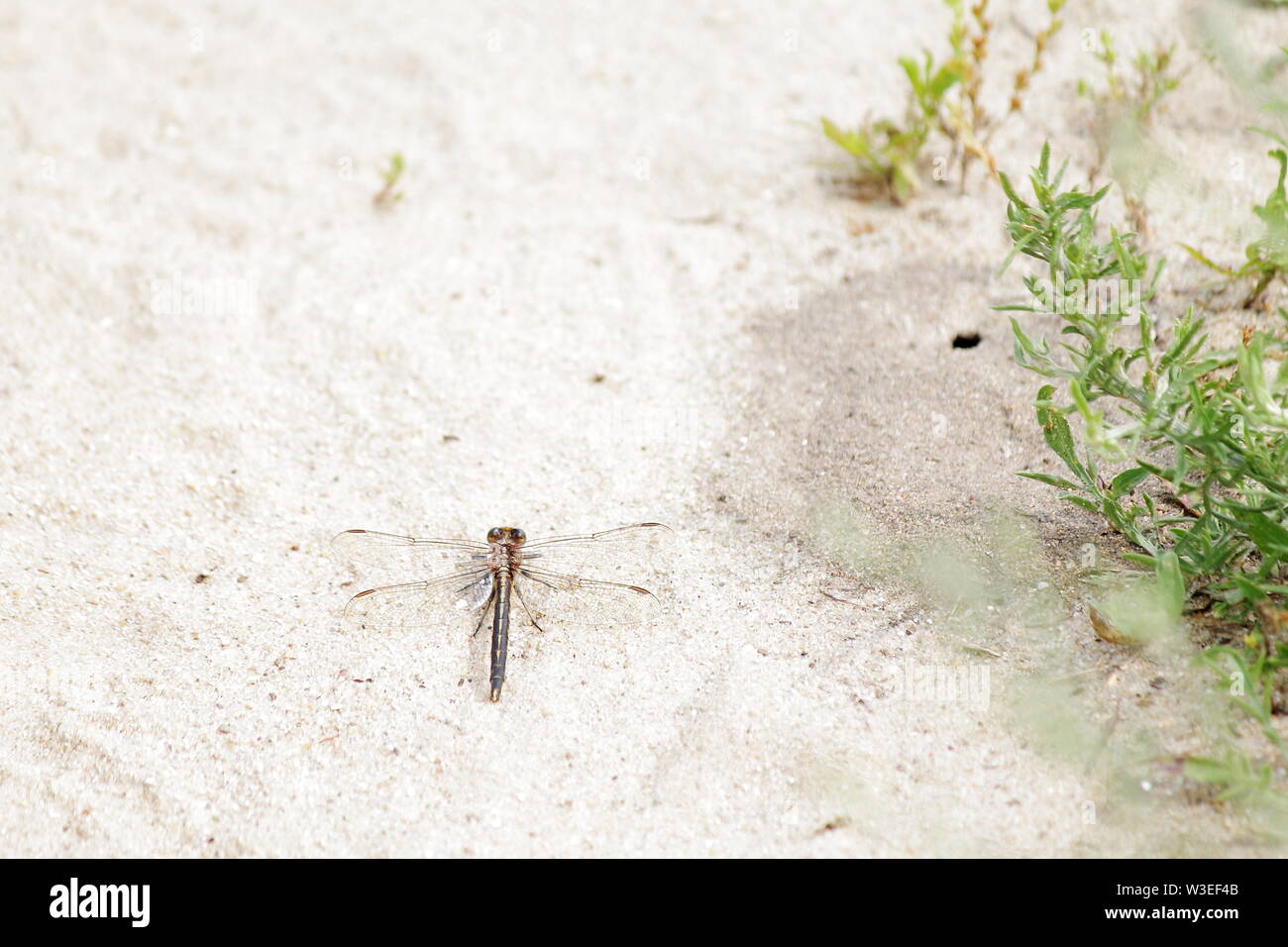 Brown libellule posée sur du sable de couleur claire Banque D'Images