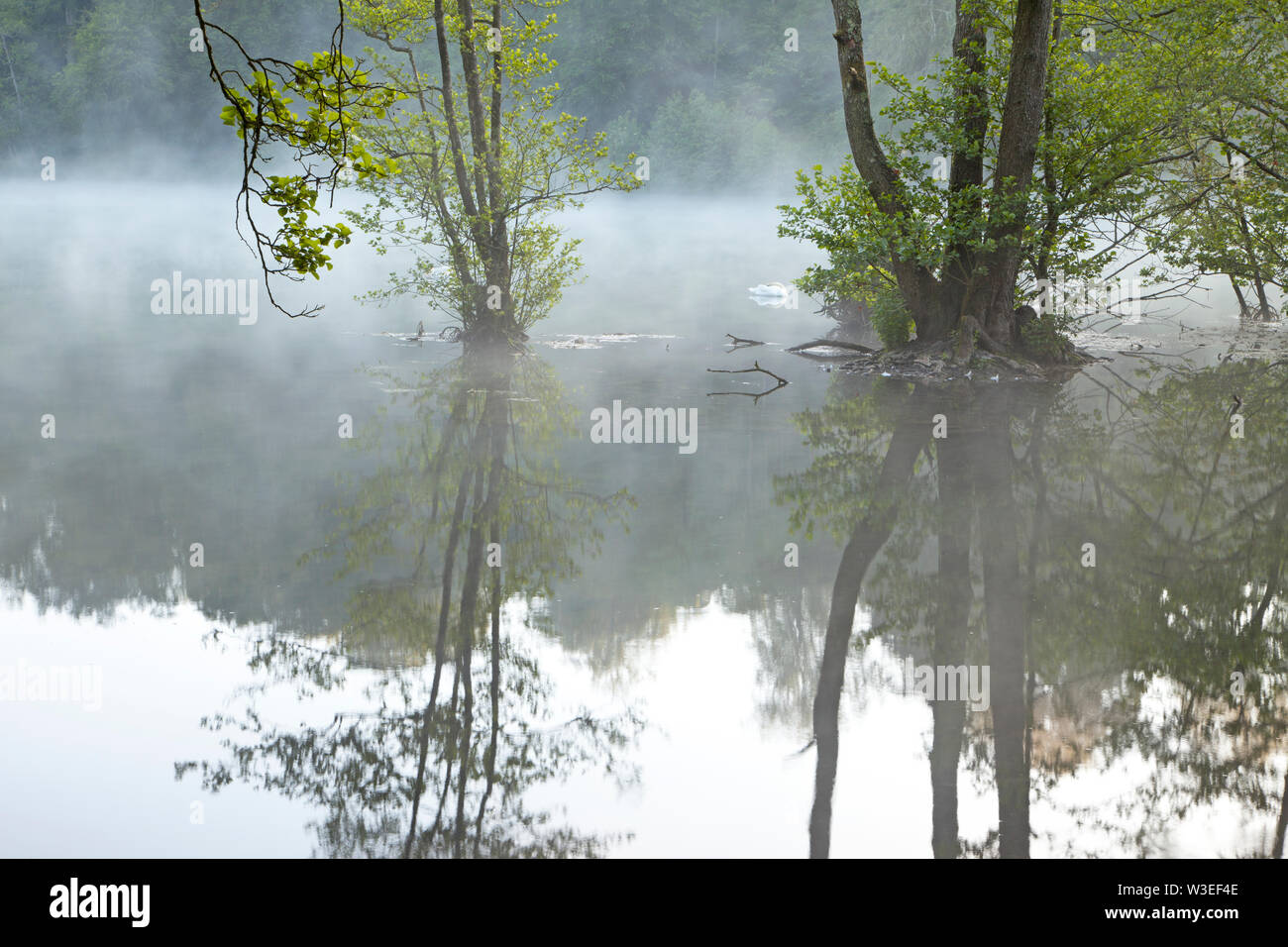 Brume matinale sur le lac à Fonthill, près de Meyssac dans le Wiltshire. Banque D'Images