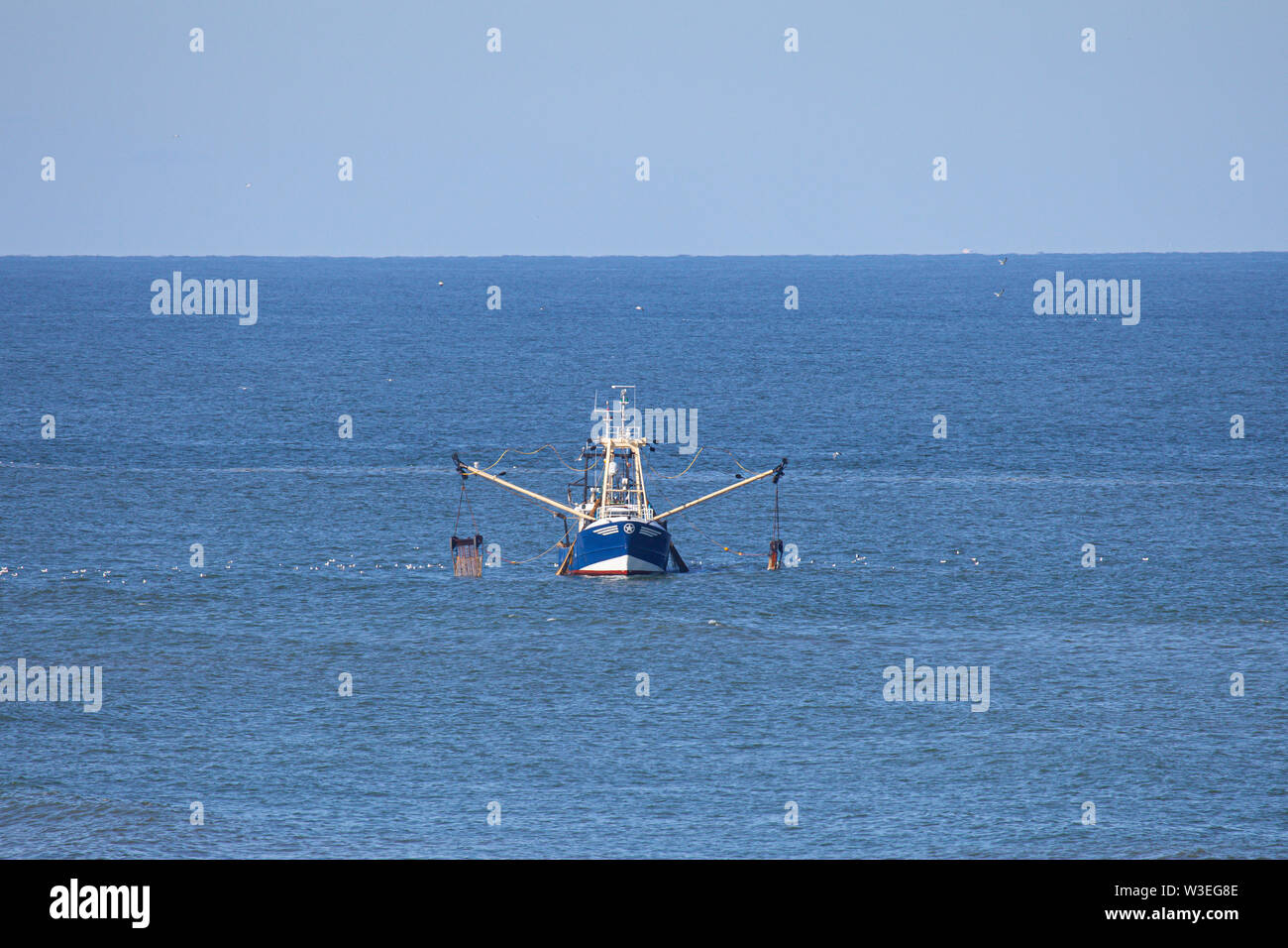Une crevette de la faucheuse sur la mer du Nord Banque D'Images