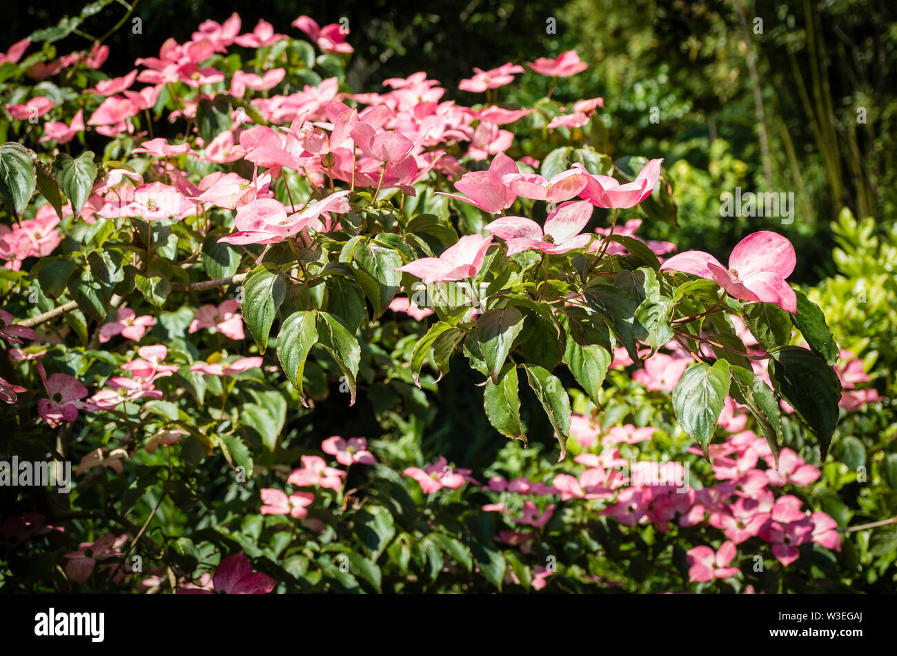 Cornus kousa Satomi Miss bractées rose pâle montrant à bon effet. Confondue avec la floraison perspectives biaisées selon Banque D'Images