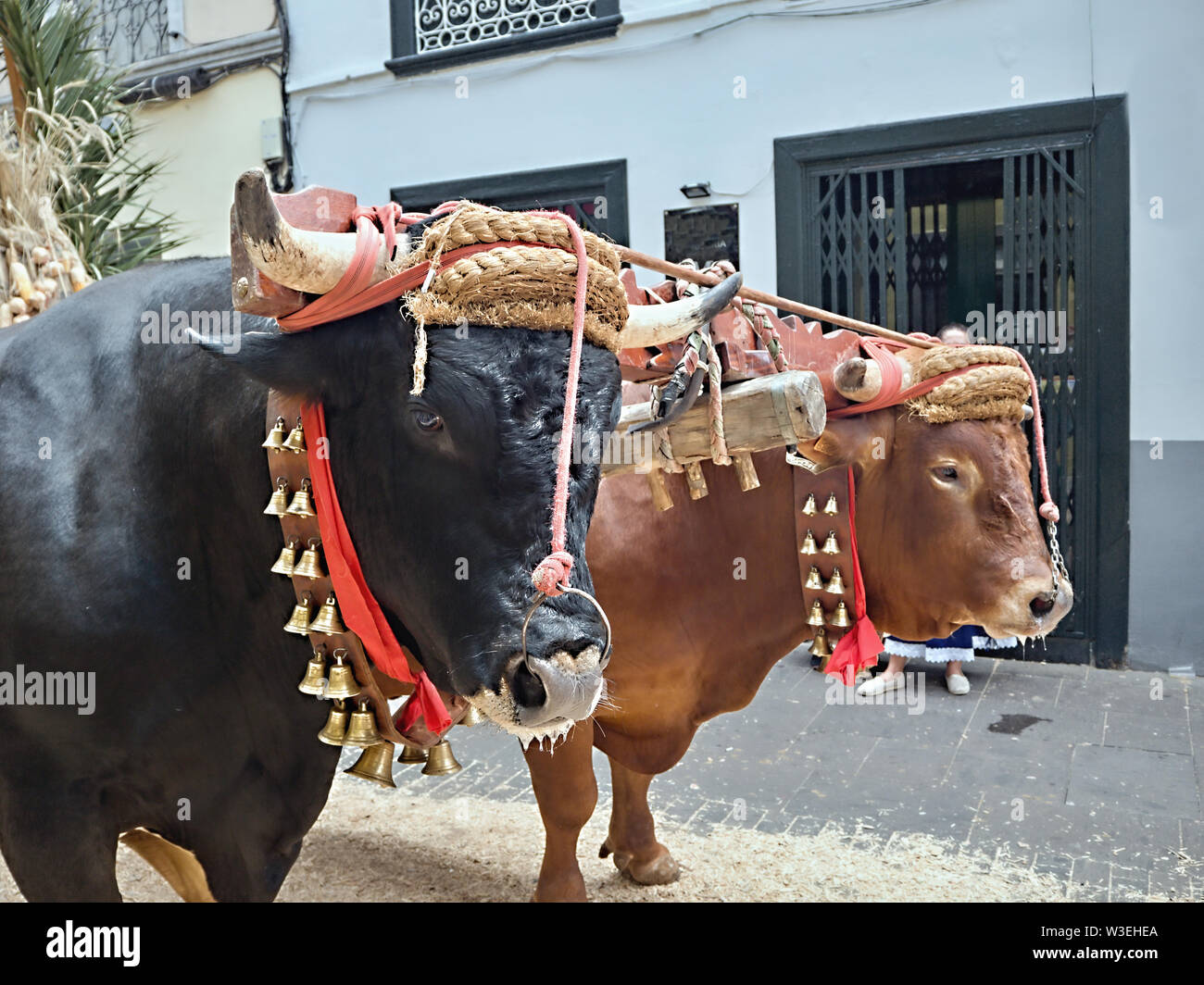 La Romeria de La Laguna à Tenerife sur 14.7.2019 avec costumes et des boeufs et des groupes de musique, une patrie traditionnelle festival, l'ancienne douane Banque D'Images