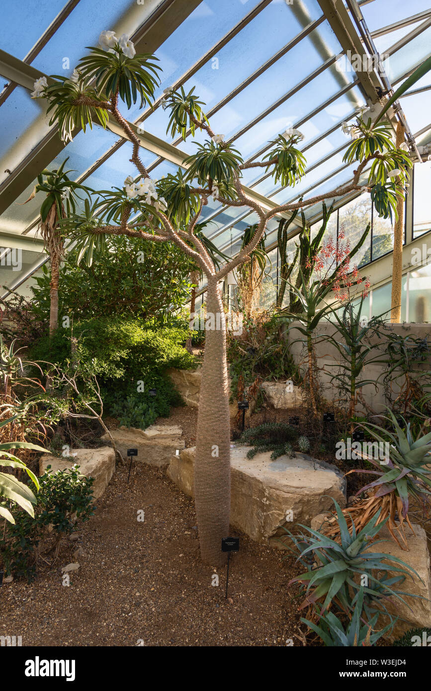 Pachypodium lamerei, Princess of Wales conservatory, Kew Gardens, London, UK Banque D'Images