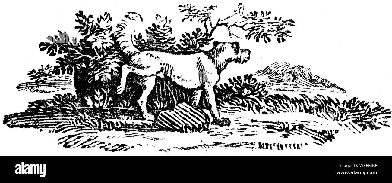Cordier pastorale. Couper du bois gravé, illustration tirée de 'Thomas Bewick 'une Histoire générale de quadrupèdes", publié par T. Bewick, Longman et C Banque D'Images