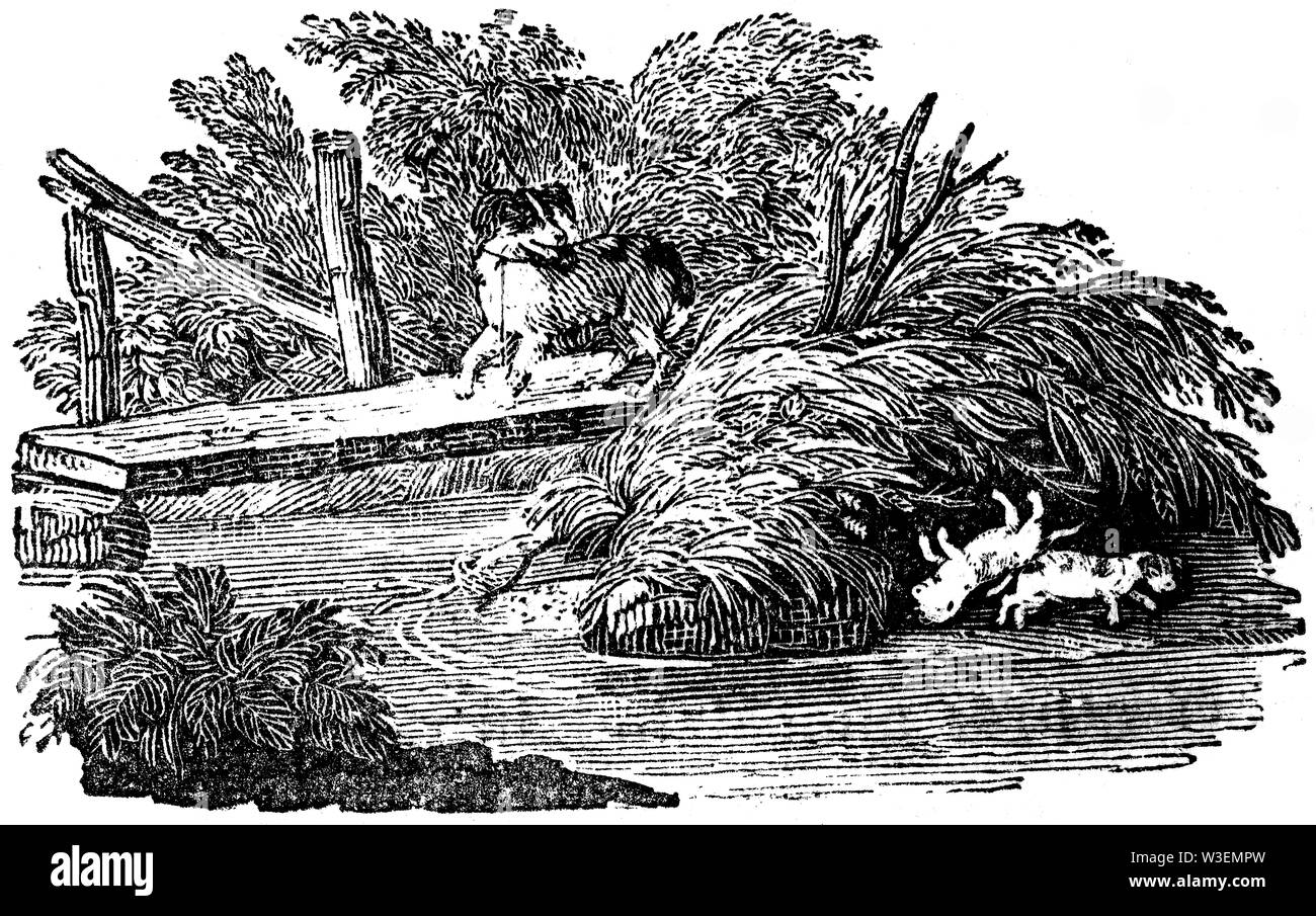 Cordier pastorale. Couper du bois gravé, illustration tirée de 'Thomas Bewick 'une Histoire générale de quadrupèdes", publié par T. Bewick, Longman et C Banque D'Images