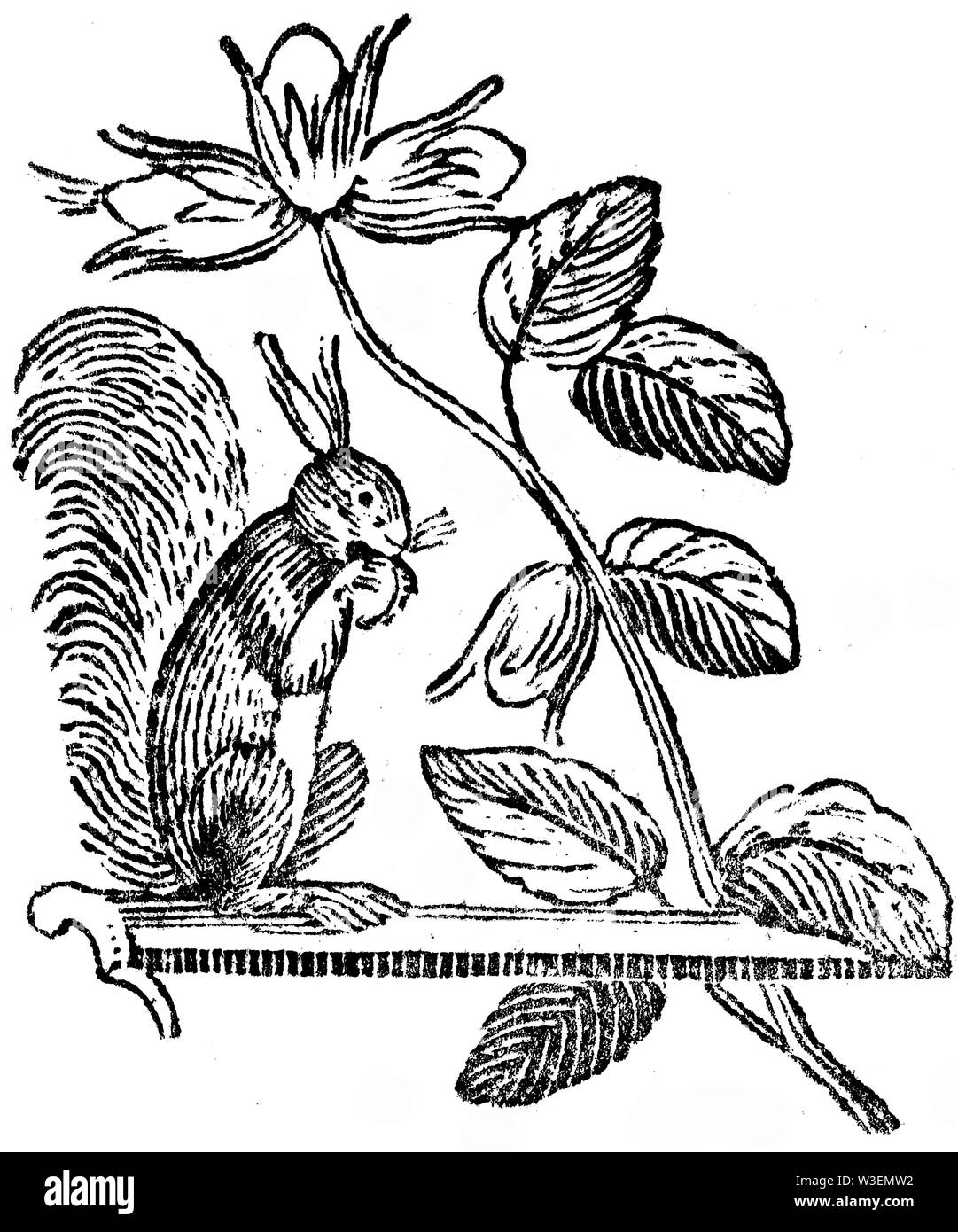 Cordier pastorale. Couper du bois gravé, illustration tirée de 'Thomas Bewick 'une Histoire générale de quadrupèdes", publié par T. Bewick, Longman et C Banque D'Images