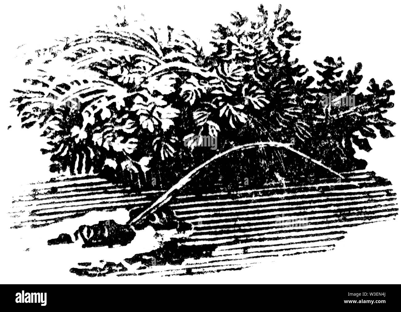 Cordier pastorale. Couper du bois gravé, illustration tirée de 'Thomas Bewick 'une Histoire générale de quadrupèdes", publié par T. Bewick, Longman et C Banque D'Images