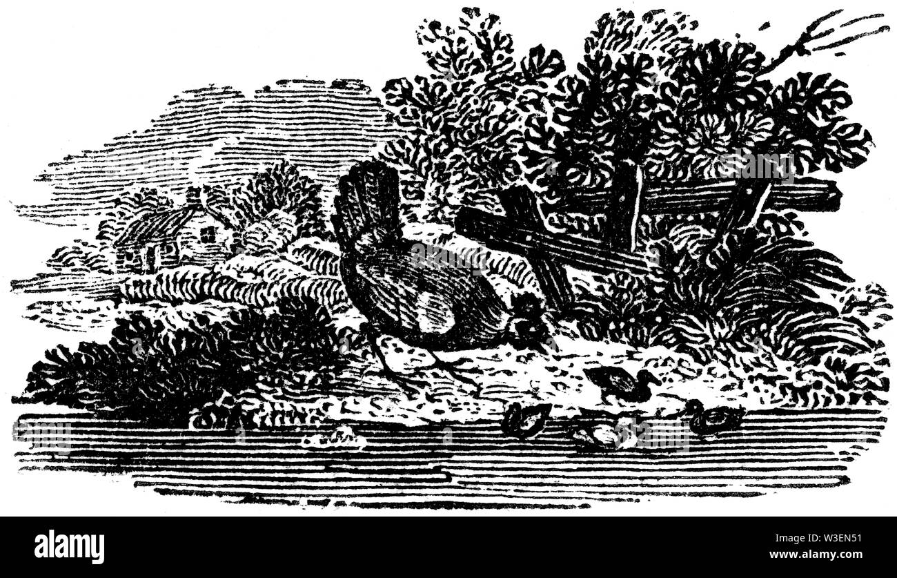 Cordier pastorale. Couper du bois gravé, illustration tirée de 'Thomas Bewick 'une Histoire générale de quadrupèdes", publié par T. Bewick, Longman et C Banque D'Images