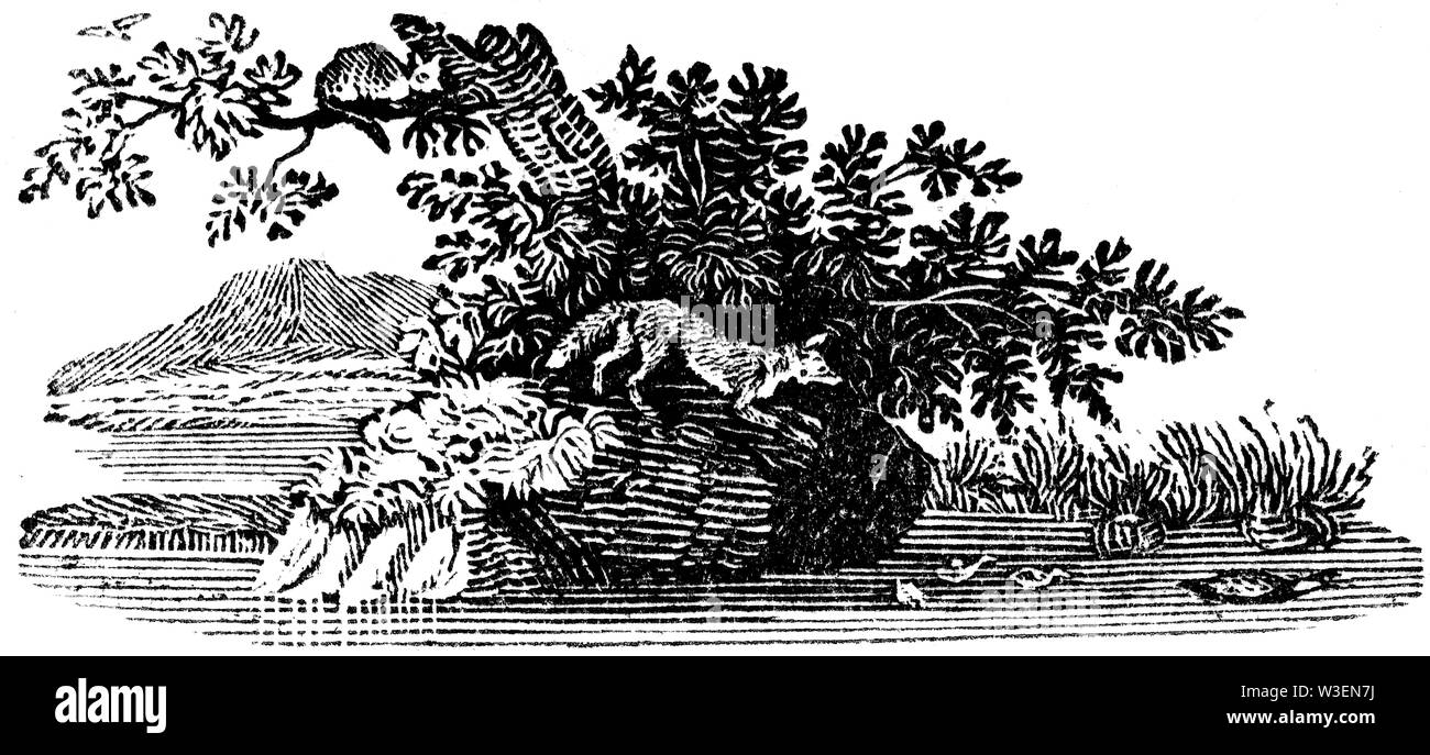 Cordier pastorale. Couper du bois gravé, illustration tirée de 'Thomas Bewick 'une Histoire générale de quadrupèdes", publié par T. Bewick, Longman et C Banque D'Images