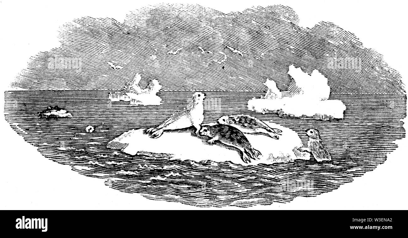 Cordier pastorale. Couper du bois gravé, illustration tirée de 'Thomas Bewick 'une Histoire générale de quadrupèdes", publié par T. Bewick, Longman et C Banque D'Images