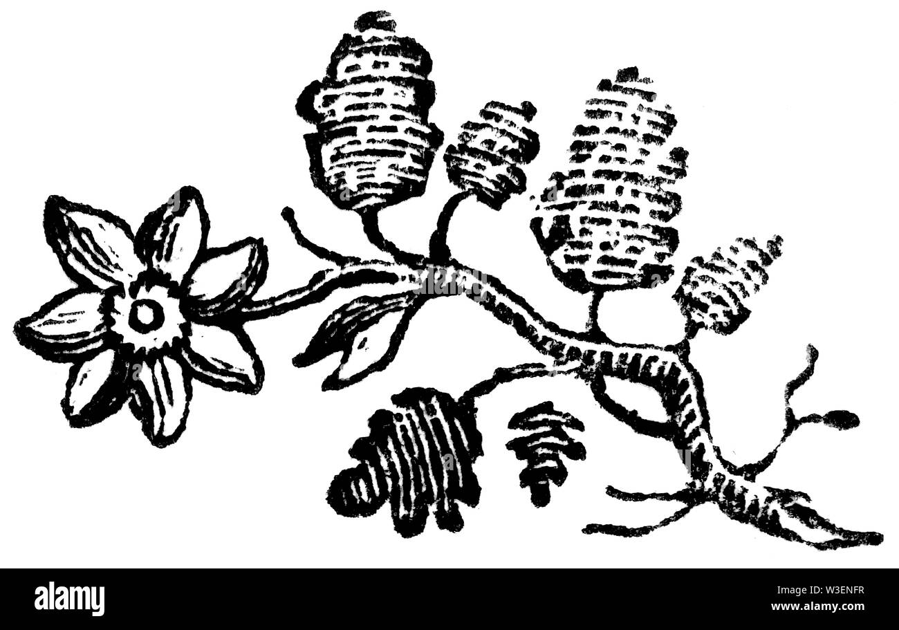 Coupe de bois gravés d'illustration ; prises de 'Thomas Bewick 'une Histoire générale de quadrupèdes' ; publié par T ; ; Bewick Longman et Co ; Imprimé par Edward Banque D'Images
