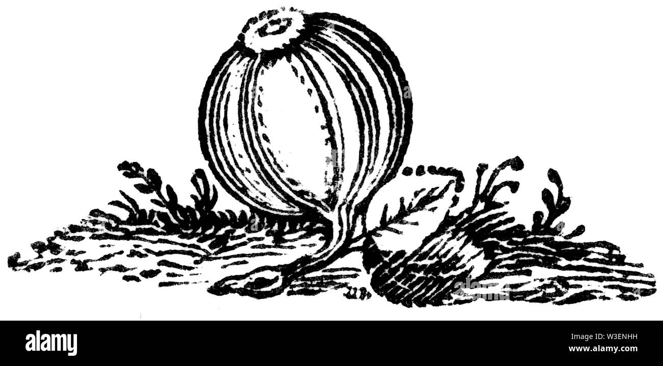 Coupe de bois gravés d'illustration ; prises de 'Thomas Bewick 'une Histoire générale de quadrupèdes' ; publié par T ; ; Bewick Longman et Co ; Imprimé par Edward Banque D'Images