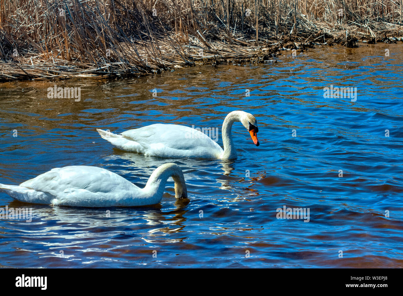 Réflexion de Swan Banque D'Images