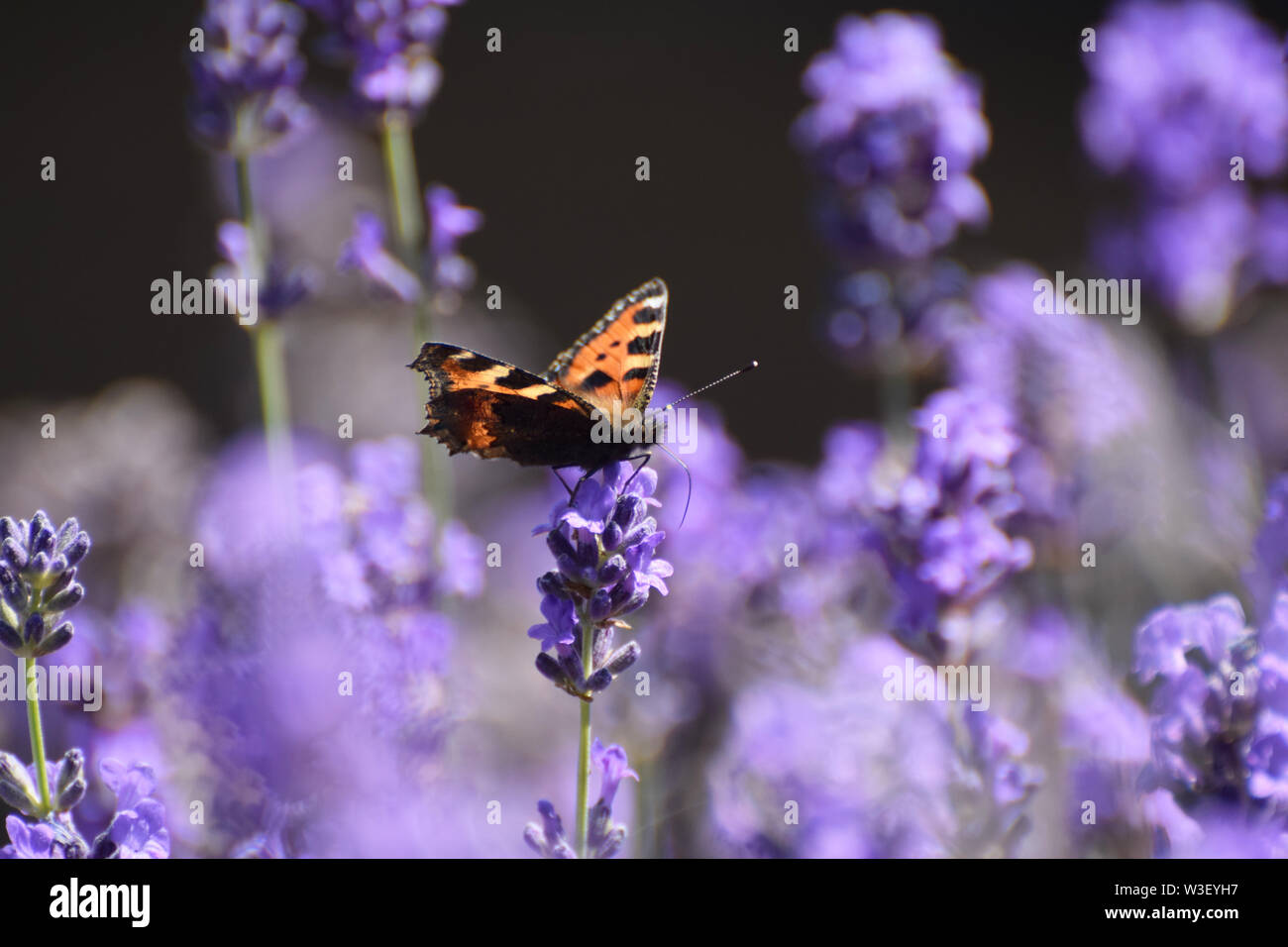 Papillon écaille - Aglais urticae - sur des fleurs de lavande Banque D'Images