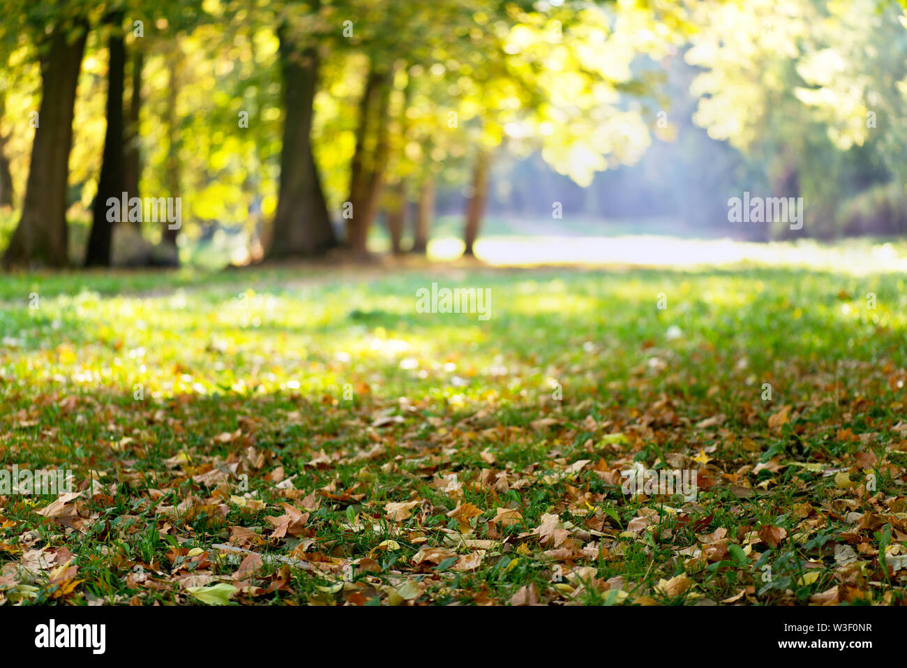 Feuilles d'érable dans le parc en automne Banque D'Images