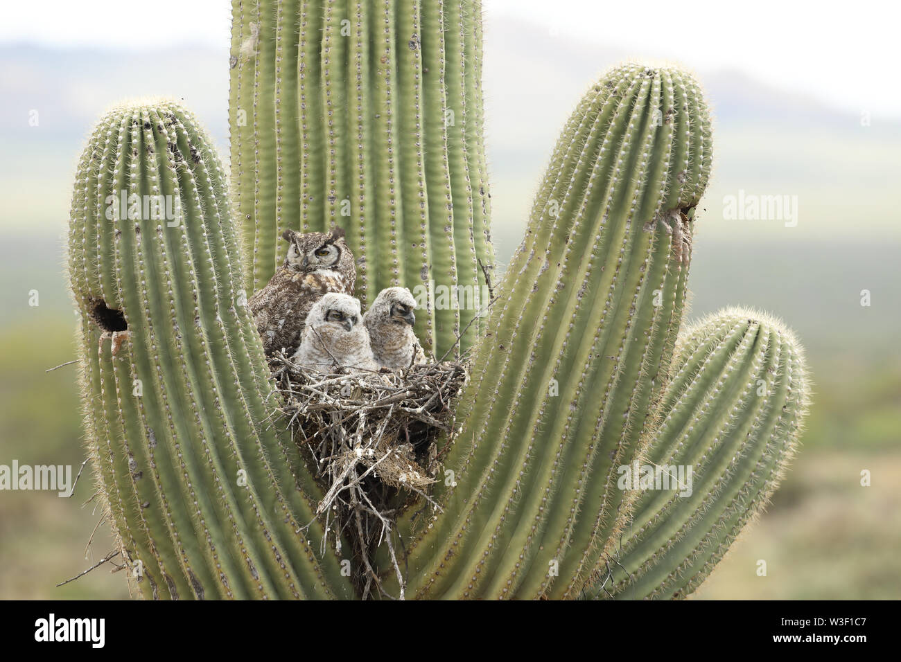 Le Grand-duc d'Amérique, Bubo virgininus, désert de Sonora, en Arizona, en nid dans saguaro cactus Banque D'Images