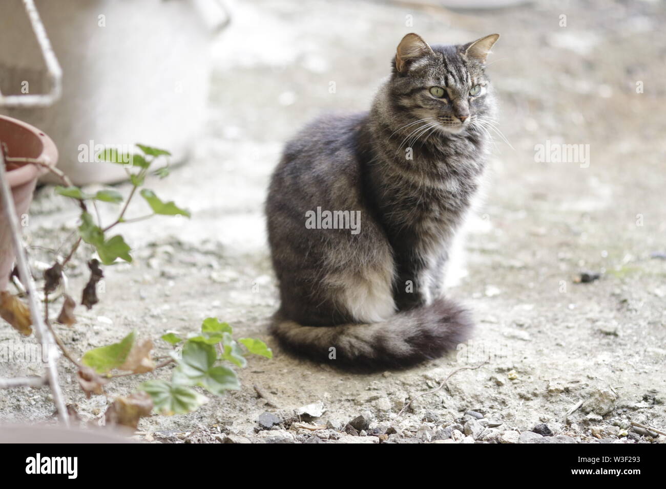 Le chat (Felis catus) est une espèce domestique de petit mammifère carnivore Banque D'Images